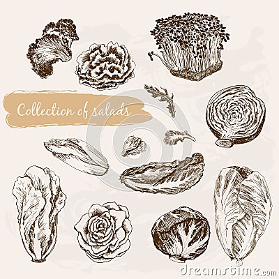 Collection of salads Vector Illustration