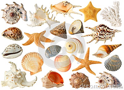 Collection of sea shells Stock Photo