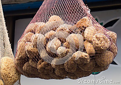 Collection of sea sponges hanging Stock Photo