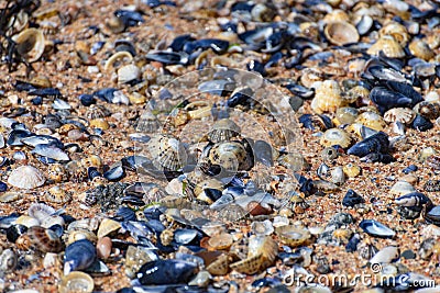 Collection of seashells on the beach Stock Photo