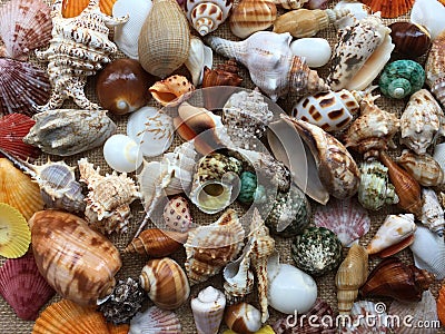 Collection of seashells colorful. Amazing background Stock Photo