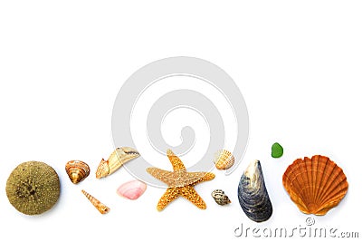 Collection of seashells on white Stock Photo