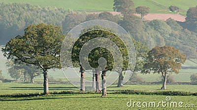 A collection of sessile oak trees in a field Stock Photo