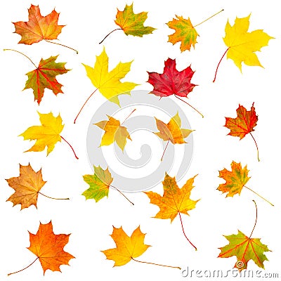 Collection set of beautiful colourful autumn isolated leaves Stock Photo