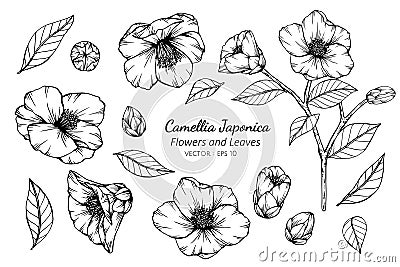 Collection set of camellia japonica flower and leaves drawing illustration Vector Illustration