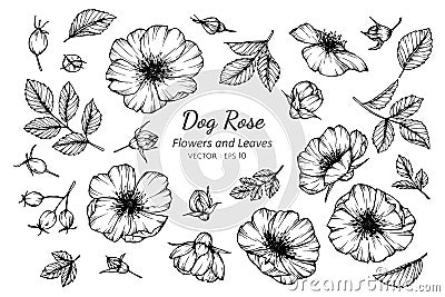 Collection set of dog rose flower and leaves drawing illustration Vector Illustration