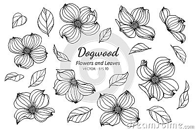 Collection set of dogwood flower and leaves drawing illustration Vector Illustration