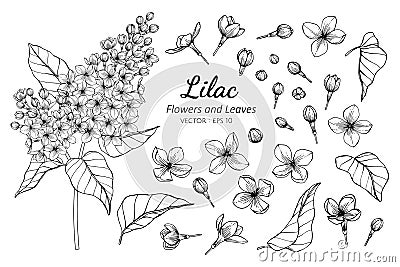 Collection set of lilac flower and leaves drawing illustration Vector Illustration