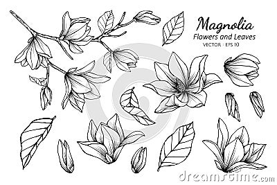 Collection set of magnolia flower and leaves drawing illustration Vector Illustration