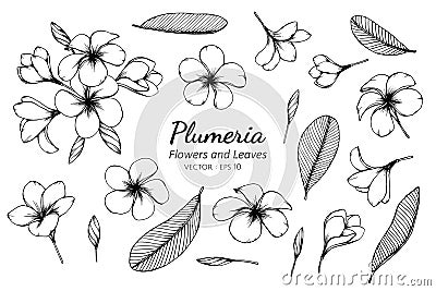 Collection set of plumeria flower and leaves drawing illustration Vector Illustration