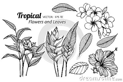 Collection set of Tropical flower and leaves drawing illustration. Vector Illustration