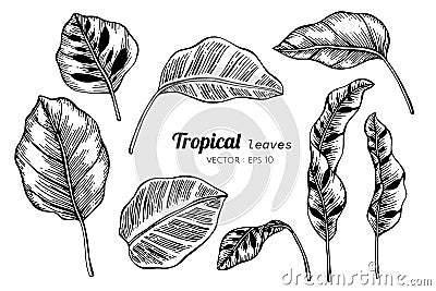 Collection set of Tropical leaves drawing illustration Vector Illustration