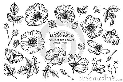 Collection set of wild rose flower and leaves drawing illustration Vector Illustration