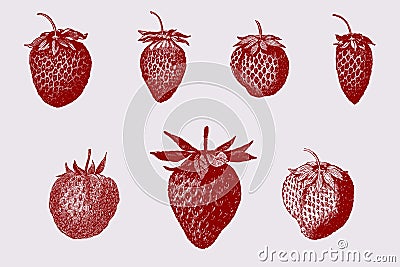 Collection of seven different garden strawberry varieties Vector Illustration