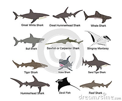 Collection of shark set vector isolated on white. Great white, bull shark, devil ray, hammerhead, stingray, manta ray, reef. Vector Illustration