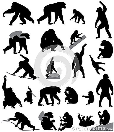 Silhouettes of chimpanzees and cubs Vector Illustration