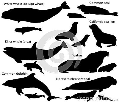 Collection of silhouettes of marine mammals and its cubs Vector Illustration