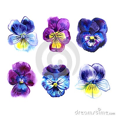 Collection of six beautiful watercolor Pansy, hand-drawn illustration set for your design. Cartoon Illustration