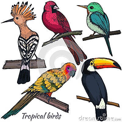 Collection of sketch exotic tropical birds. Vector Illustration