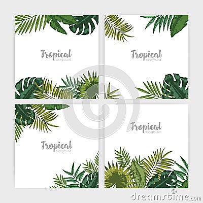 Collection of square backdrops with green tropical leaves. Bundle of backgrounds with foliage of palm tree and exotic Vector Illustration