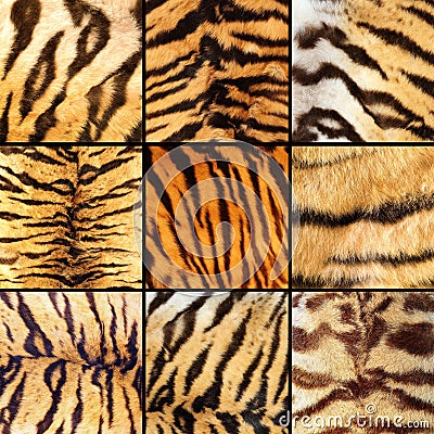 Collection of tiger stripes Stock Photo