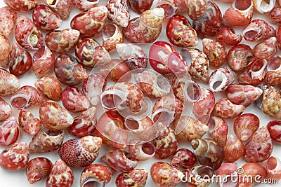 Collection of tiny sea snails Stock Photo