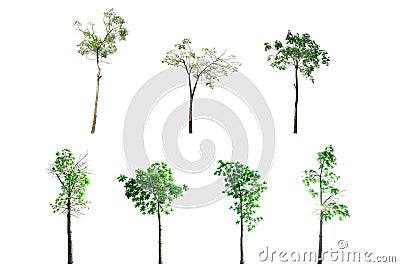 Collection of Trees isolated on white background Stock Photo