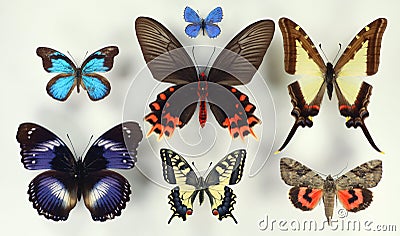 Collection of tropical butterflies in different colors and shapes. Entomological collection. Papilio. Lepidoptera. Stock Photo