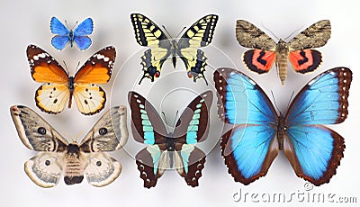 Collection of tropical butterflies in different colors and shapes. Isolated. Entomological collection. Papilio. Lepidoptera. Stock Photo