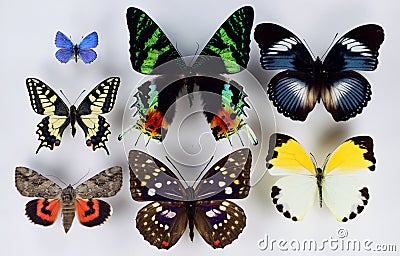 Collection of tropical butterflies of different colors, shapes and species. Entomological collection. butterflies for design. Stock Photo