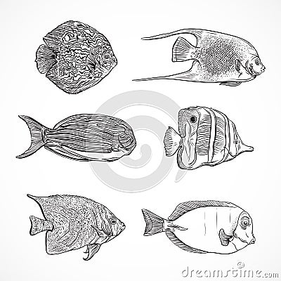 Collection of tropical fish.Vintage set of hand drawn marine fauna. Vector Illustration