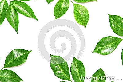 Collection tropical green leaf on white background Stock Photo