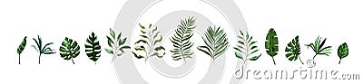 Collection of tropical greenery leaf plant herbs leaves monstera palm Vector Illustration