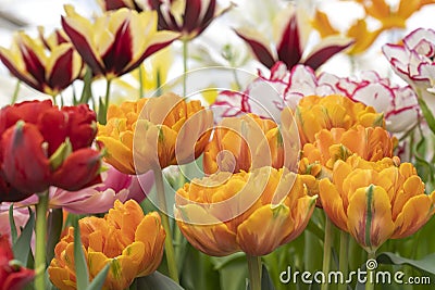 A collection of tulips in different colors Stock Photo