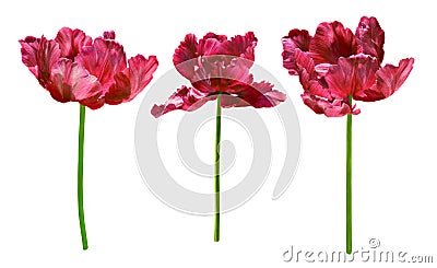 Collection of tulips, isolated on white background Stock Photo