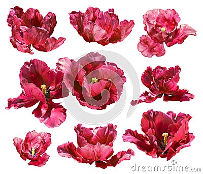 Collection of tulips isolated on white background. Vector path! Stock Photo