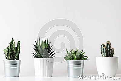 Collection of various cactus and succulent plants in different pots. Potted cactus house plants on white shelf. Stock Photo