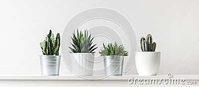 Collection of various cactus and succulent plants in different pots. Potted cactus house plants on white shelf. Stock Photo