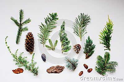 collection of various conifers and its cones on white backround. Stock Photo