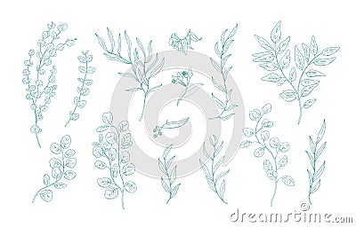 Collection of various eucalyptus branches with leaves hand drawn with green contour lines on white background. Bundle of Vector Illustration