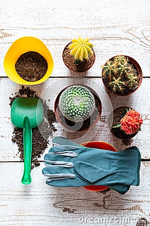 Collection of various flowering cactus plants, gardening gloves, potting soil and trowel on white wooden background with copy. Stock Photo