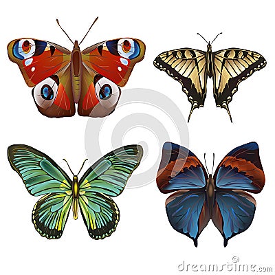 Collection of various kinds of butterflies, on white b Vector Illustration
