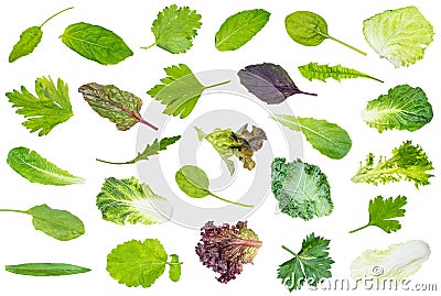 Collection of various leaves of garden greens Stock Photo