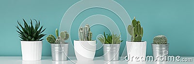 Collection of various potted cactus and succulent plants on white shelf against pastel turquoise colored wall.House plants banner. Stock Photo