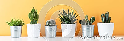 Collection of various potted cactus and succulent plants on white shelf against warm yellow colored wall. House plants banner. Stock Photo