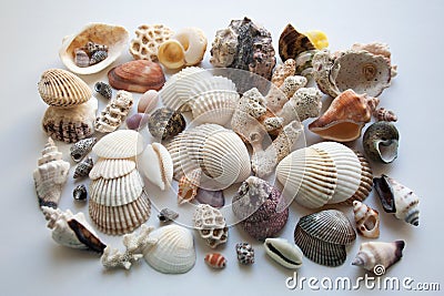 Collection of various seashells and corals from thai coast Stock Photo