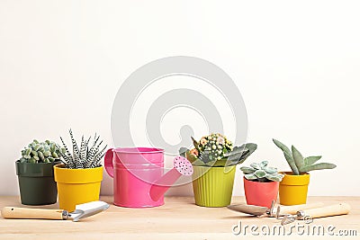 Collection of various succulents and plants in colored pots and gardening tools. Potted house plants against light wall. The styli Stock Photo