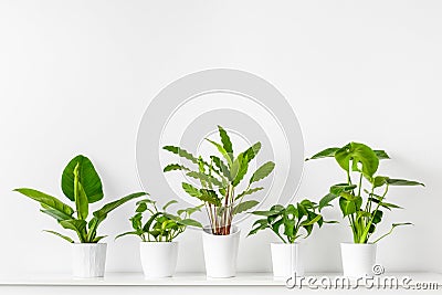 Collection of various tropical houseplants displayed in white ceramic pots. Potted exotic house plants on white shelf. Stock Photo