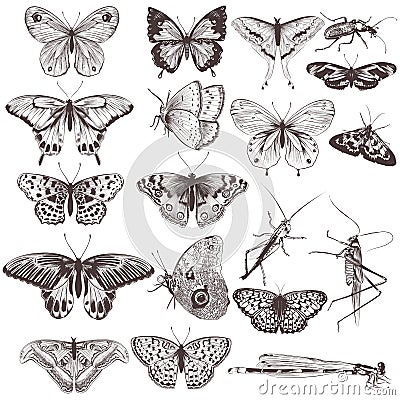 Collection of vector hand drawn butterflies Stock Photo