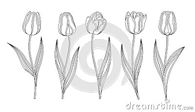 Collection Of Vector Hand Drawn Tulips With Stem And Leaf. Set Of Different Spring Flowers. Isolated Tulip Sketch Cliparts. Vector Illustration